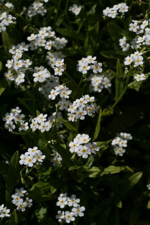 Myosotis scorpioides 'Alba'