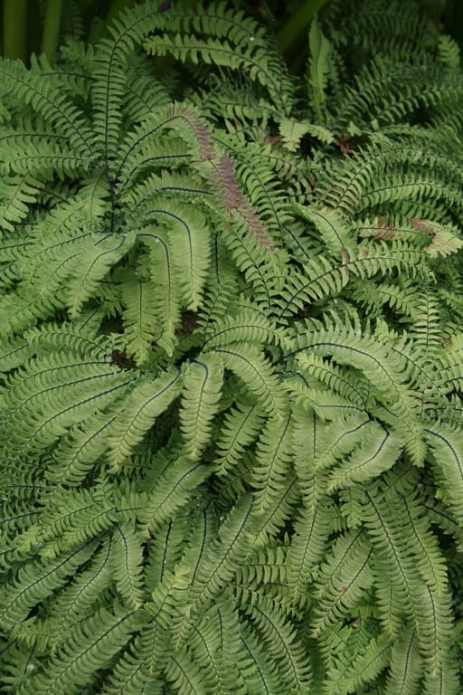 Adiantum aleuticum 'Imbricatum'