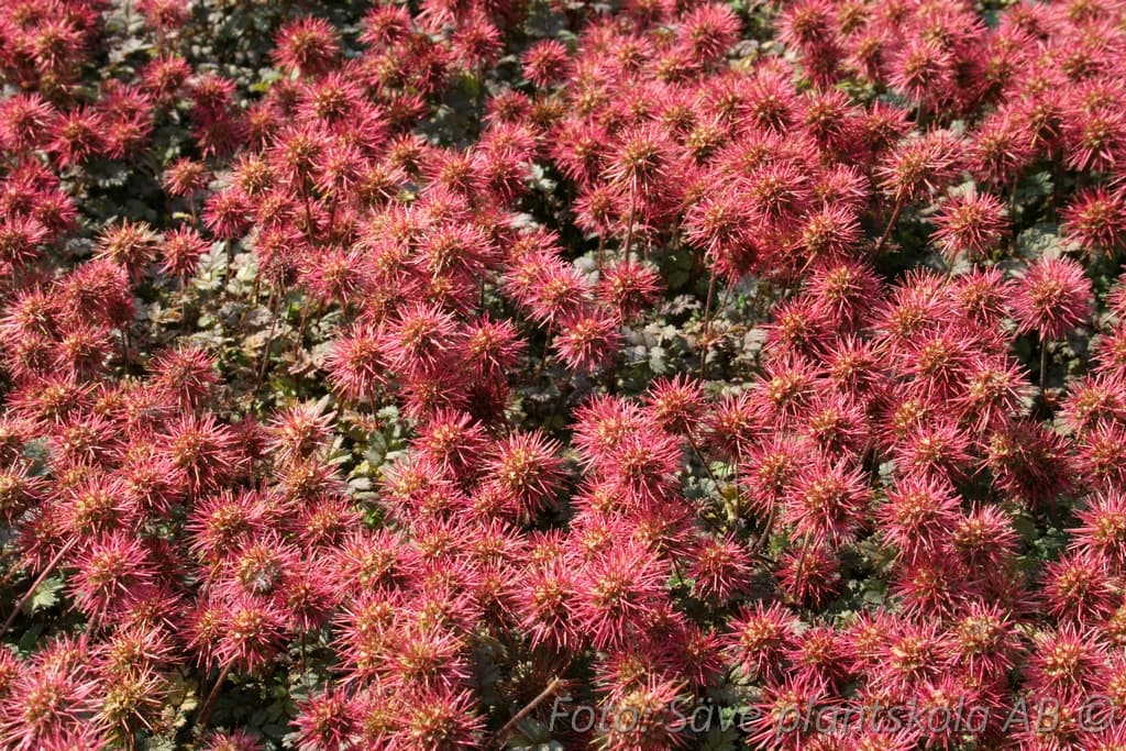 Acaena microphylla 'Kupferteppich'