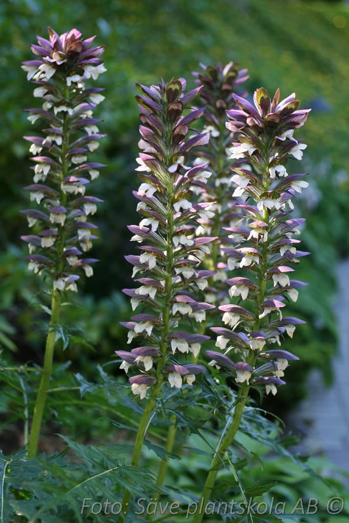 Acanthus mollis