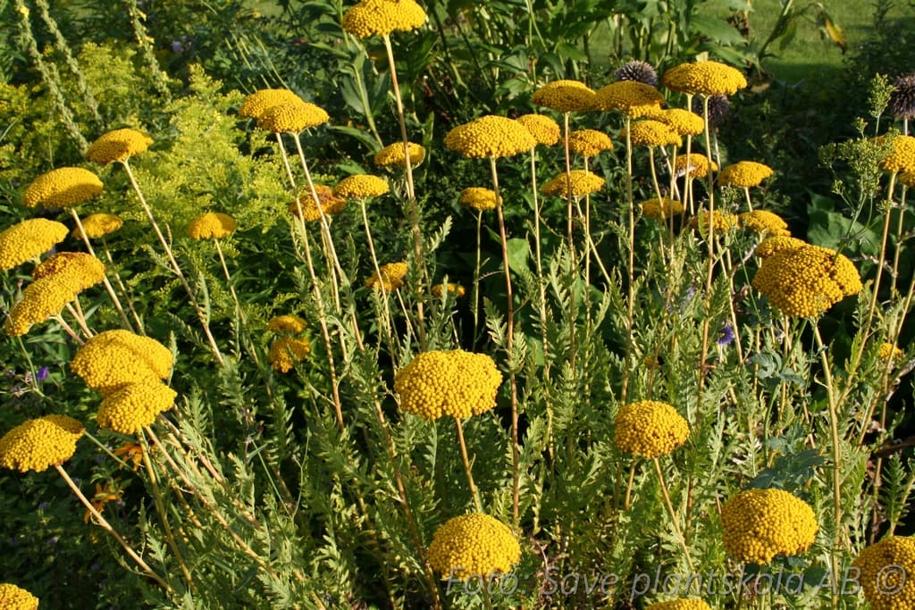 Achillea filipendulina 'Parker's Variety'