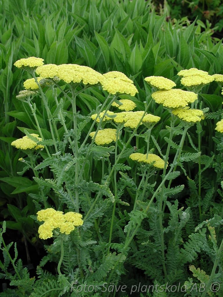 Achillea 'Moonshine'