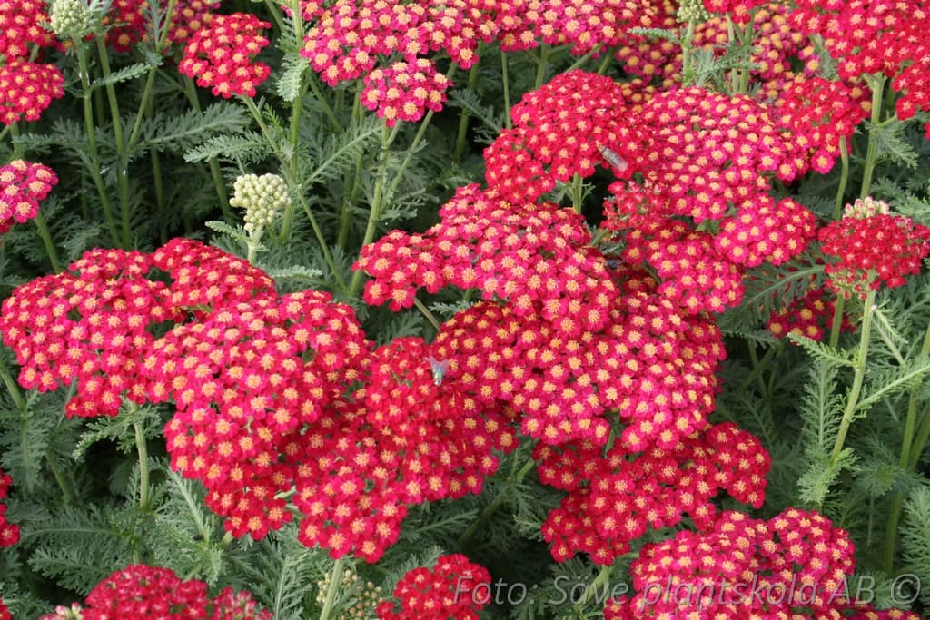 Achillea millefolium  'Paprika'