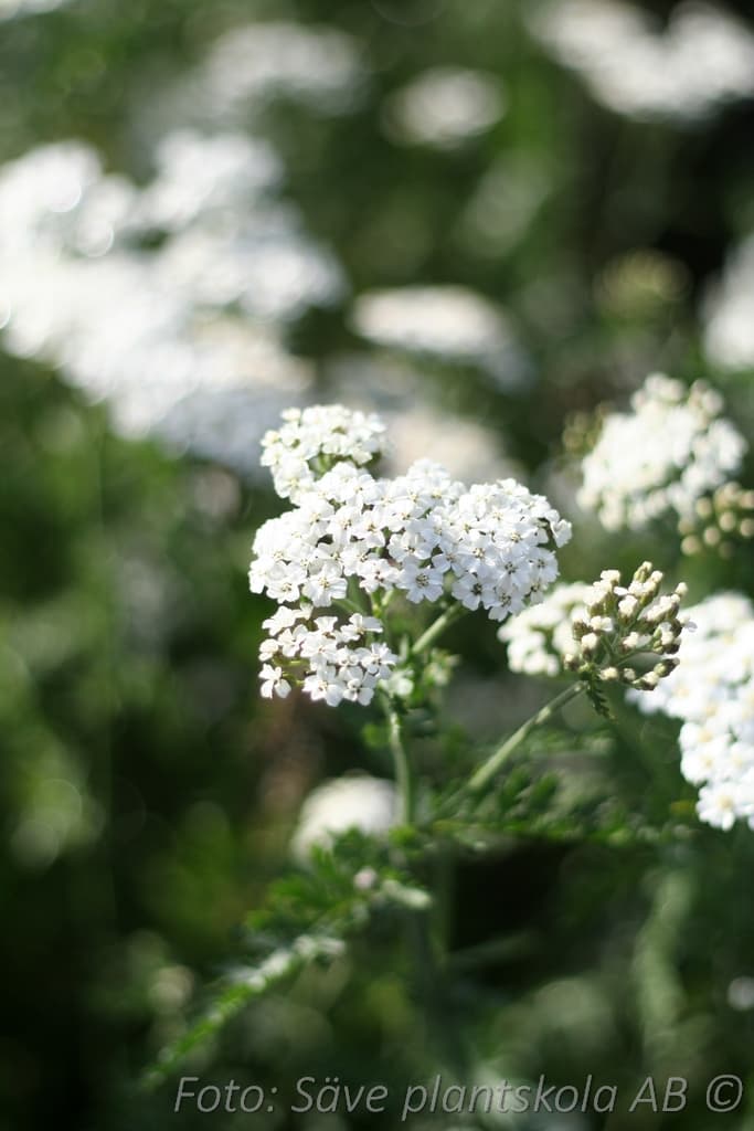 Achillea millefolium 'Schneetaler'