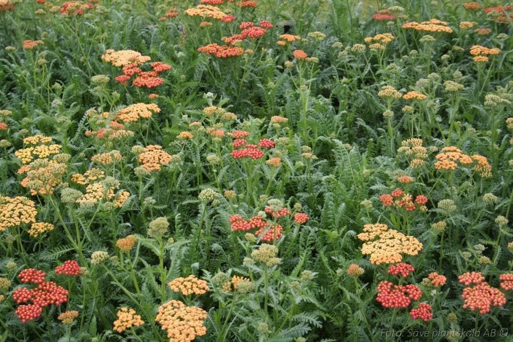 Achillea millefolium  'Walther Funcke'