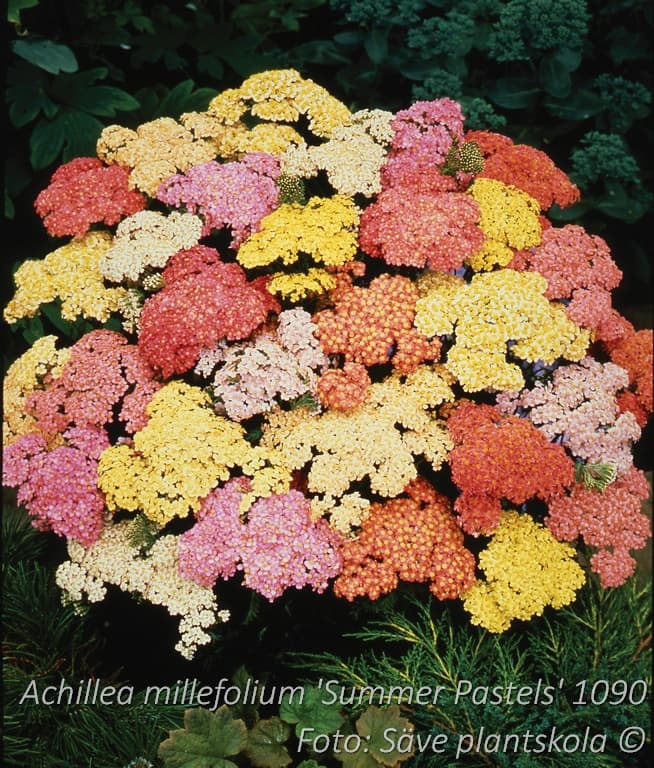 Achillea millefolium 'Summer Pastels'
