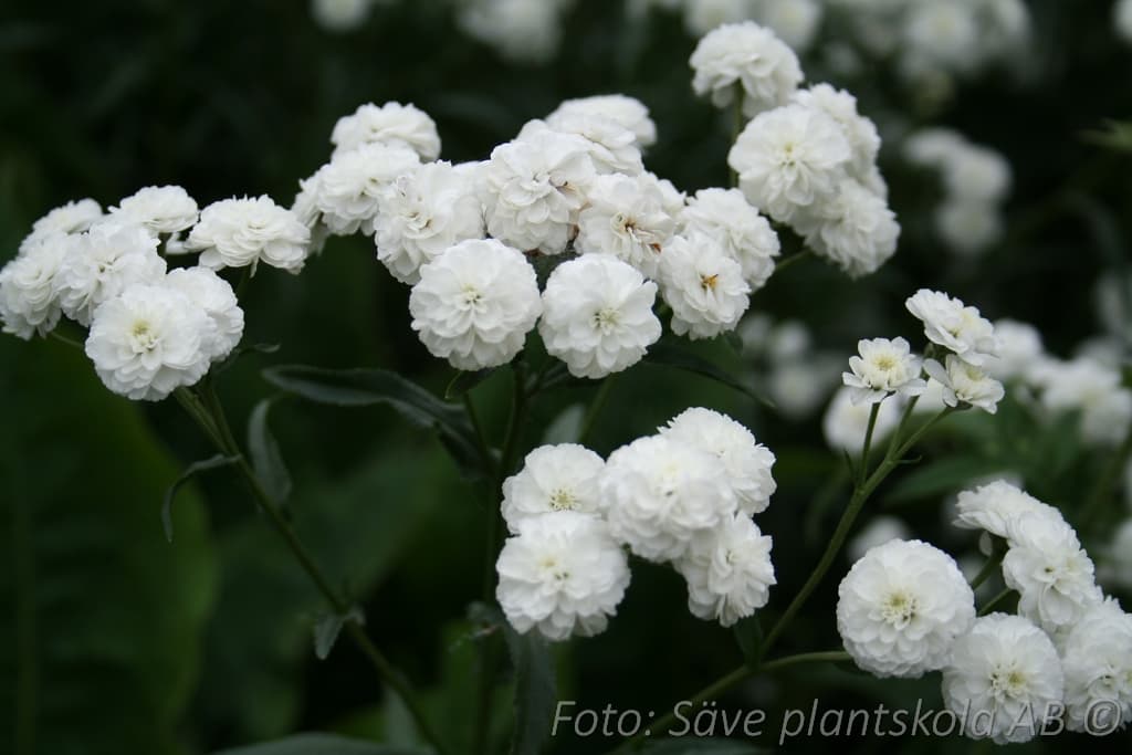 Achillea ptarmica var.multiplex 'Boule de Neige'