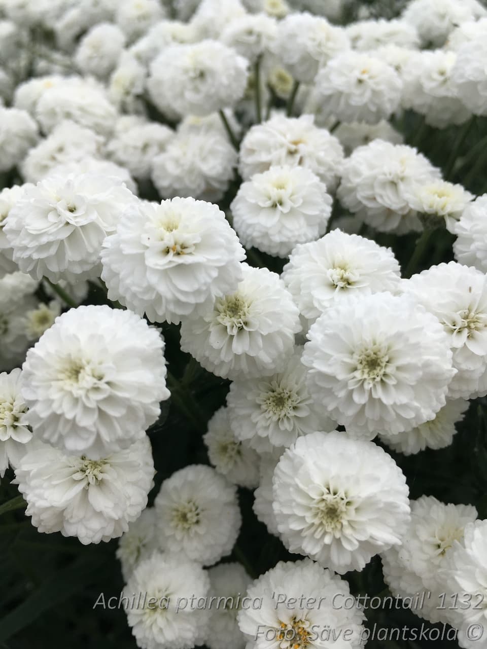 Achillea ptarmica var.multiplex 'Peter Cottontail'