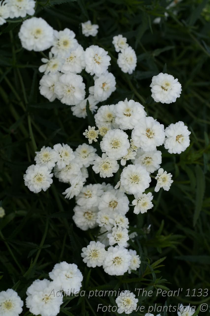 Achillea ptarmica var.multiplex 'The Pearl'