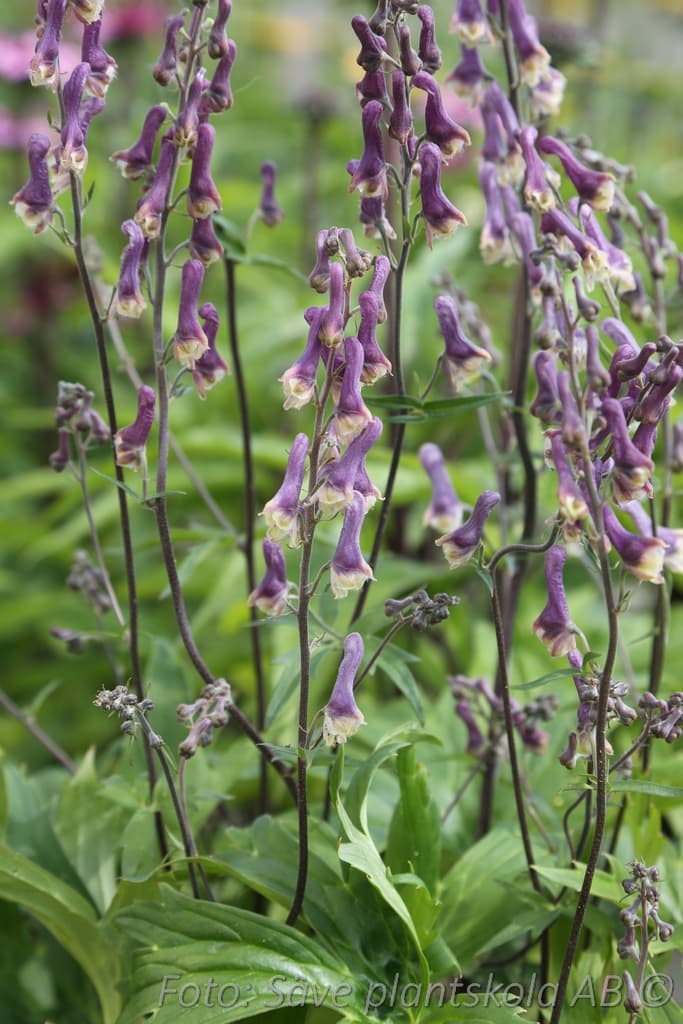 Aconitum 'Purple Sparrow'