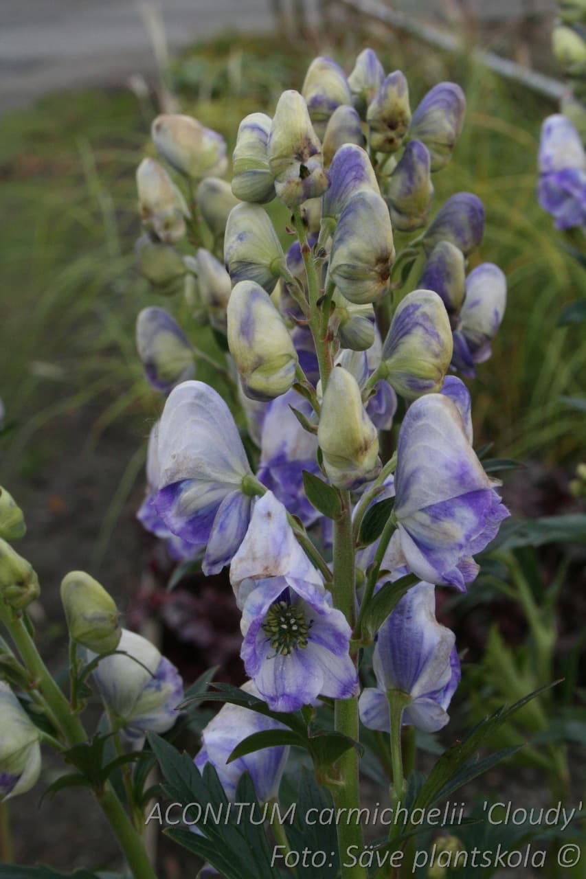 Aconitum carmichaelii  'Cloudy'  (PBR)