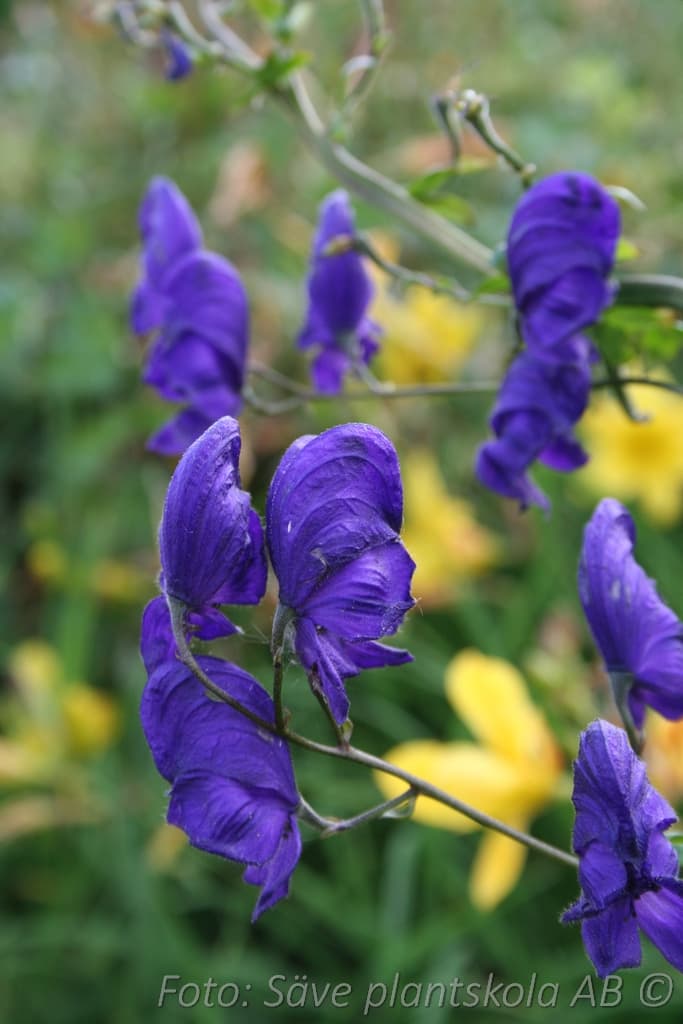 Aconitum cammarum 'Spark's Variety'