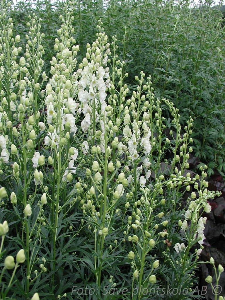Aconitum napellus 'Album'