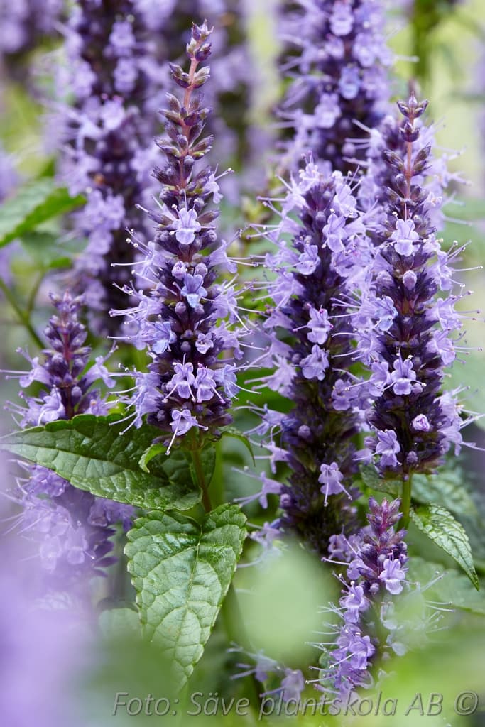 Agastache  'Little Adder'