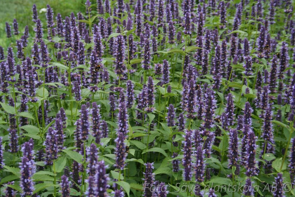 Agastache  'Black Adder'