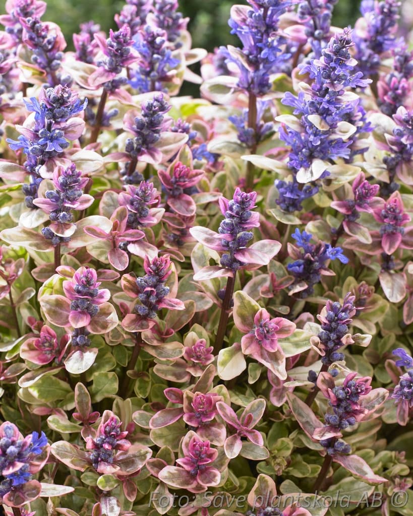 Ajuga reptans 'Princess Nadia' (PBR)