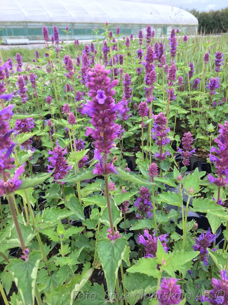 Agastache  'Blue Boa' (PBR)