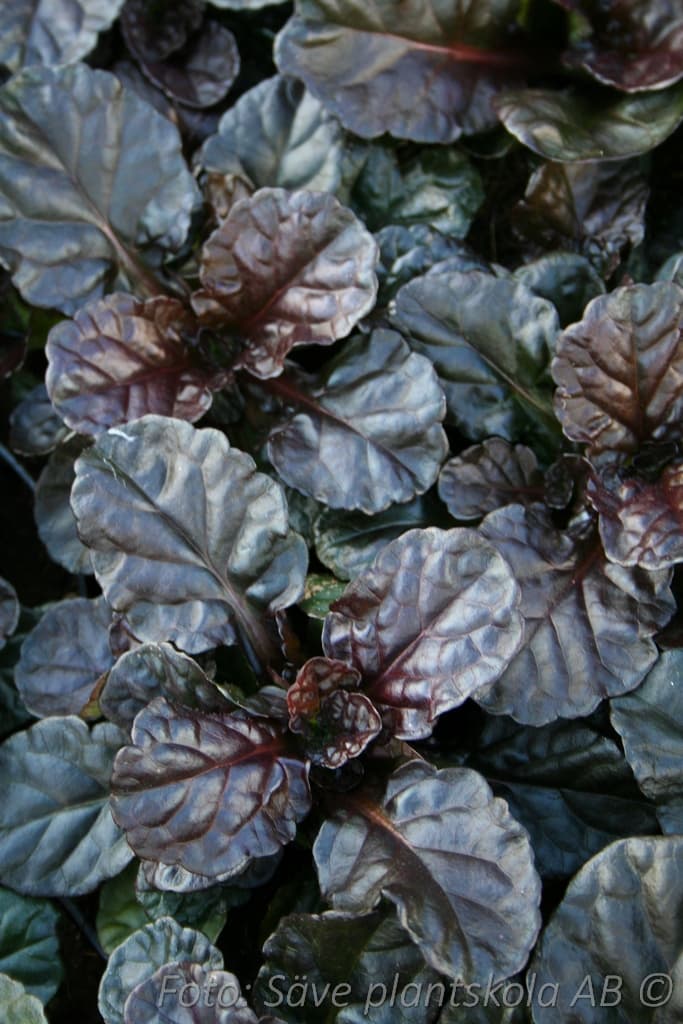 Ajuga reptans 'Black Scallop' (PBR)