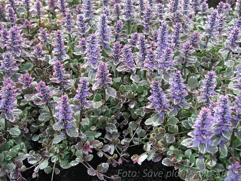 Ajuga reptans  'Burgundy Glow'