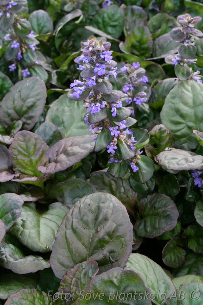 Ajuga reptans 'Catlin's Giant '