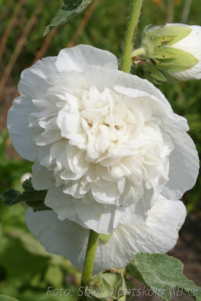 Alcea rosea  'Pleniflora Vit'