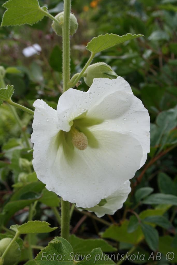 Alcea rosea 'Polarstar'