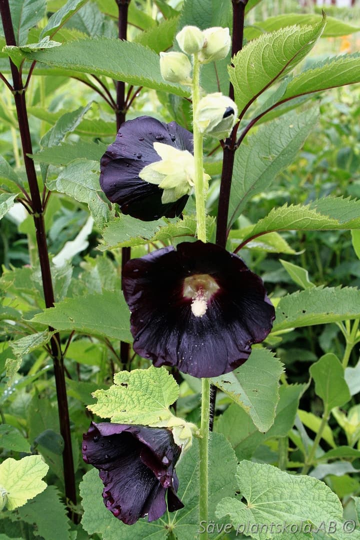 Alcea rosea 'Black Knight'