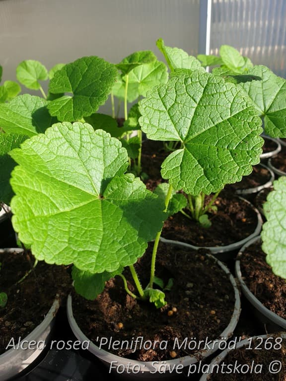 Alcea rosea 'Pleniflora Mörkröd'