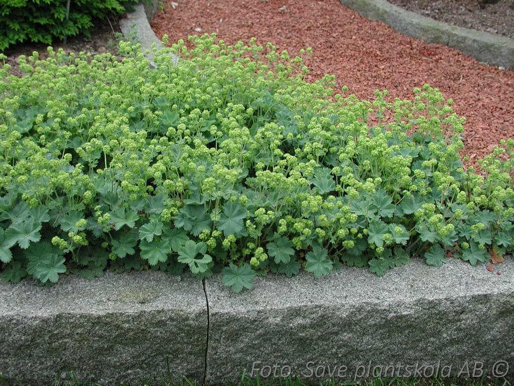 Alchemilla erythropoda