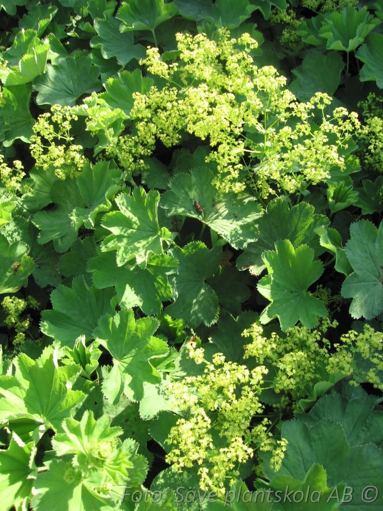 Alchemilla epipsila