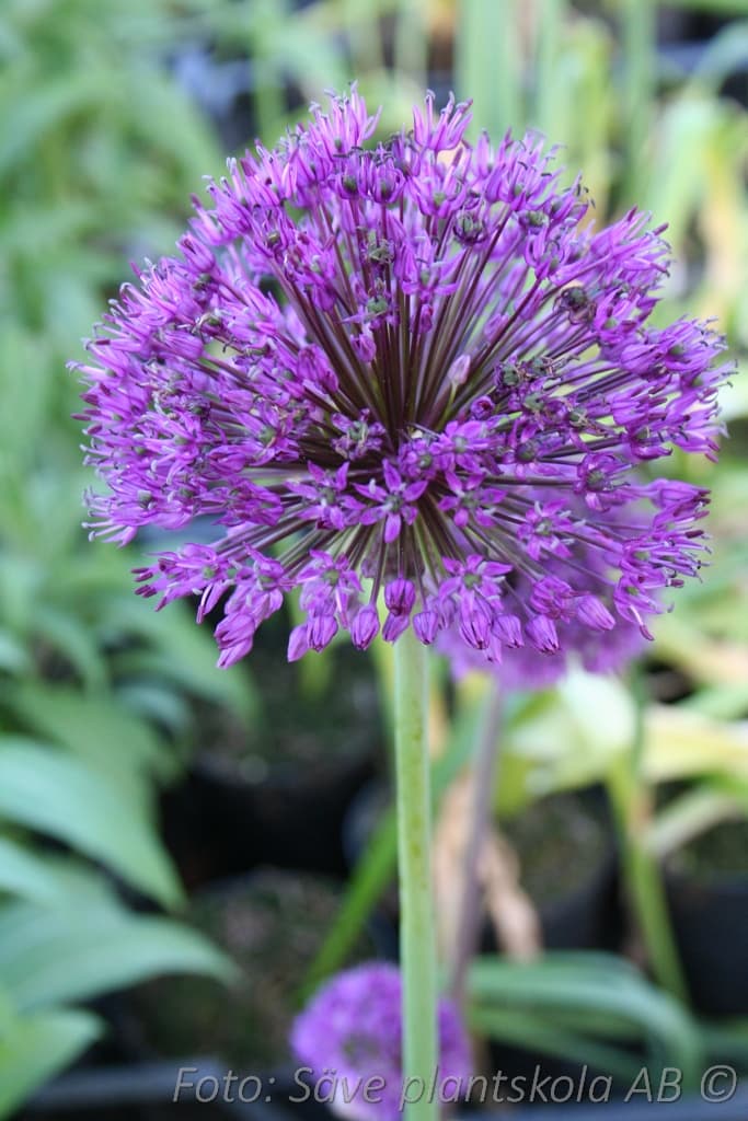 Allium aflatunense 'Purple Sensation'