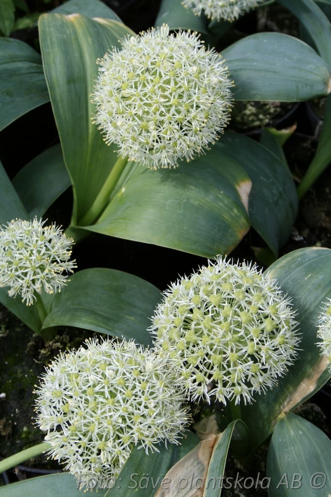 Allium karataviense 'Ivory Queen'