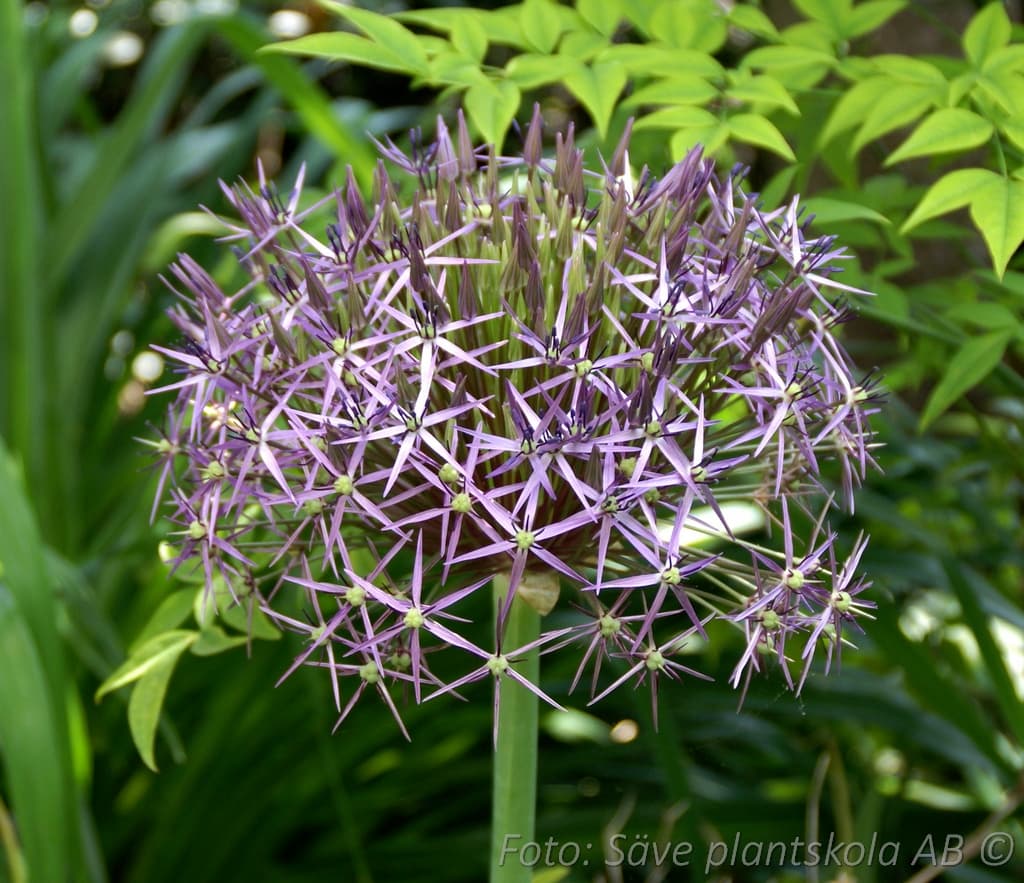 Allium christophii