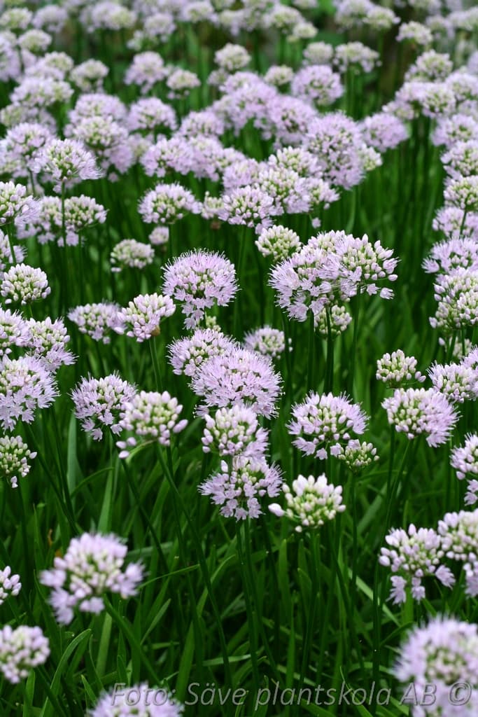 Allium angulosum 'Summer Beauty'