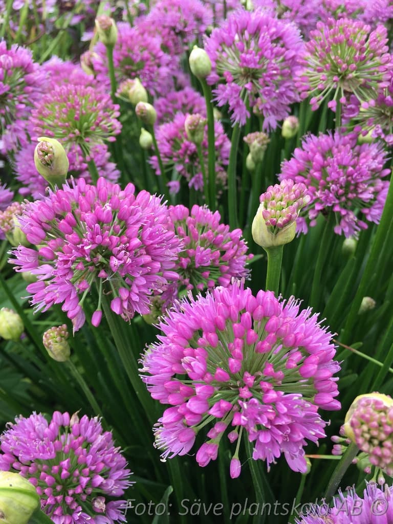 Allium 'Millenium'