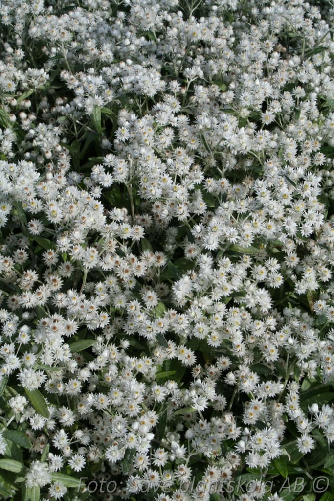 Anaphalis triplinervis