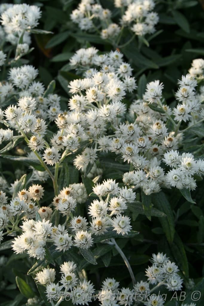 Anaphalis triplinervis  'Sommerschnee'