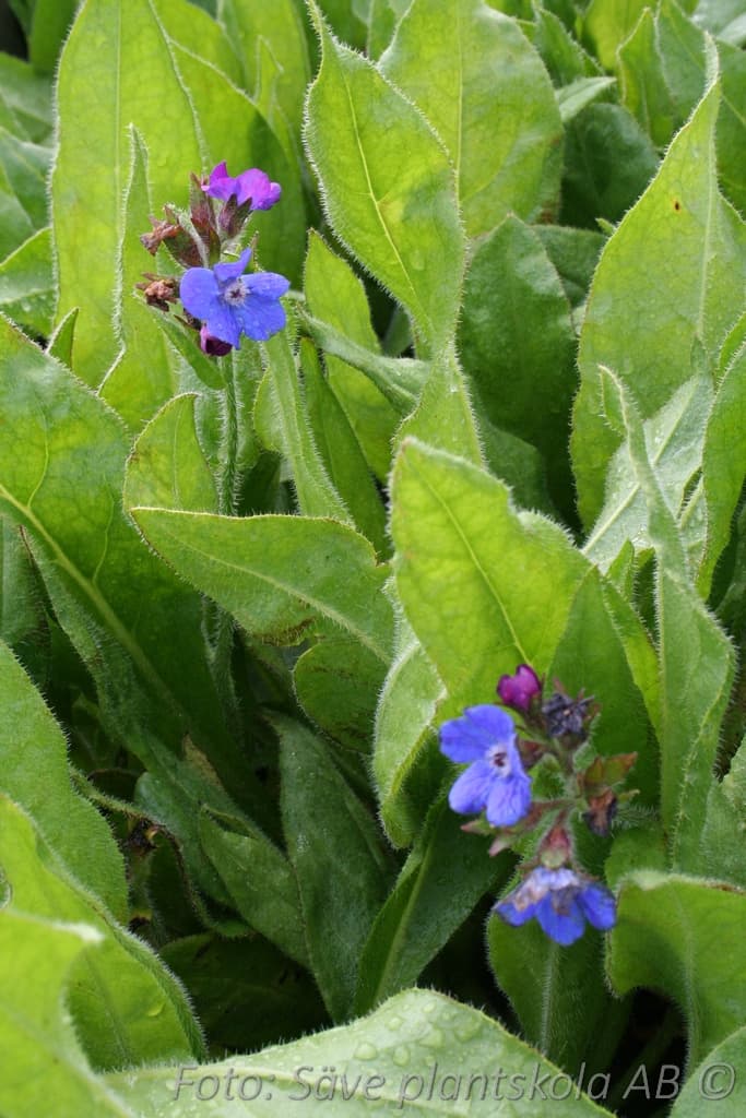 Anchusa azurea  'Loddon Royalist'