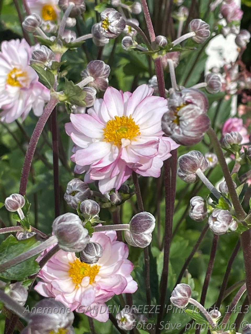 Anemone 'Pink Touch' (Garden Breeze-serien)