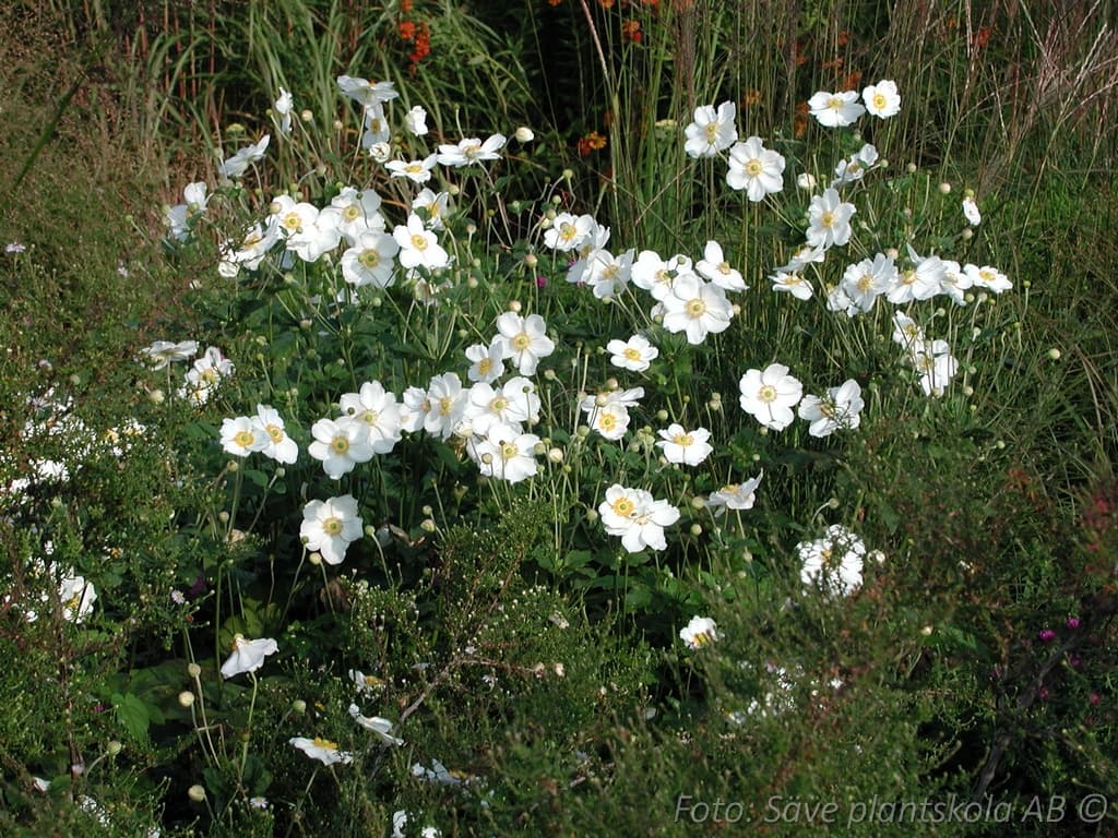 Anemone hybrida  'Honorine Jobert'