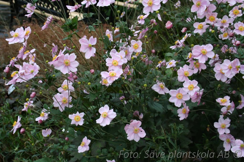 Anemone hybrida 'Königin Charlotte'