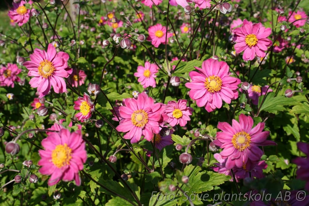 Anemone hybrida 'Pamina'