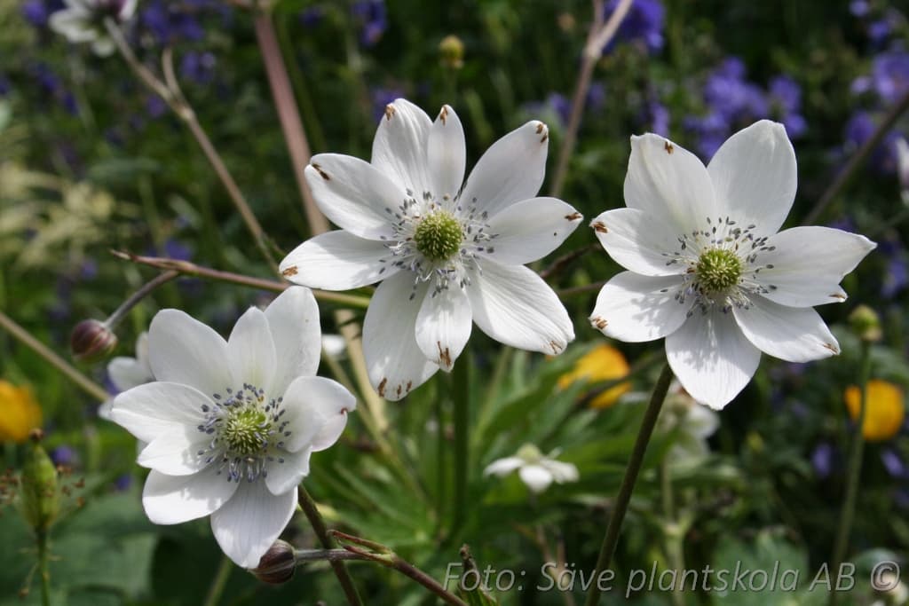 Anemone leveillei