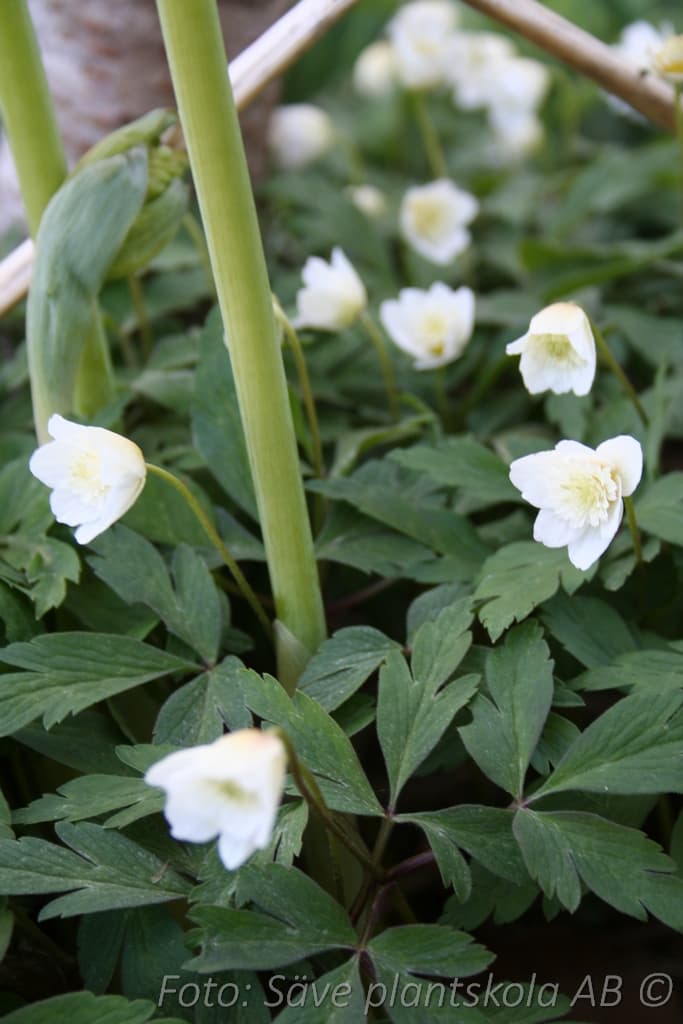 Anemone nemorosa