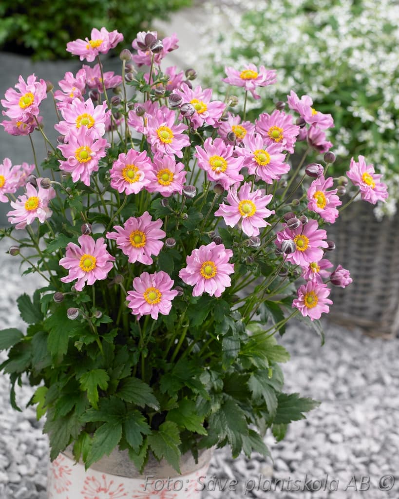 Anemone hybrida 'Fantasy Pocahontas' (PBR)