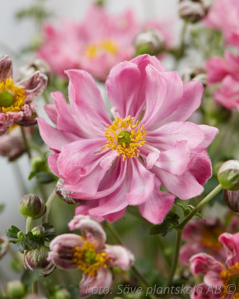 Anemone hybrida 'Fantasy Belle' (PBR)