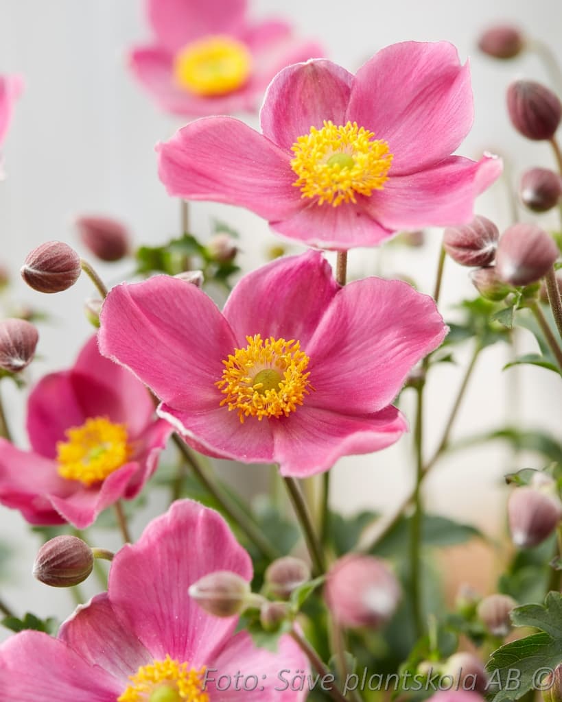 Anemone hybrida 'Fantasy Jasmine'