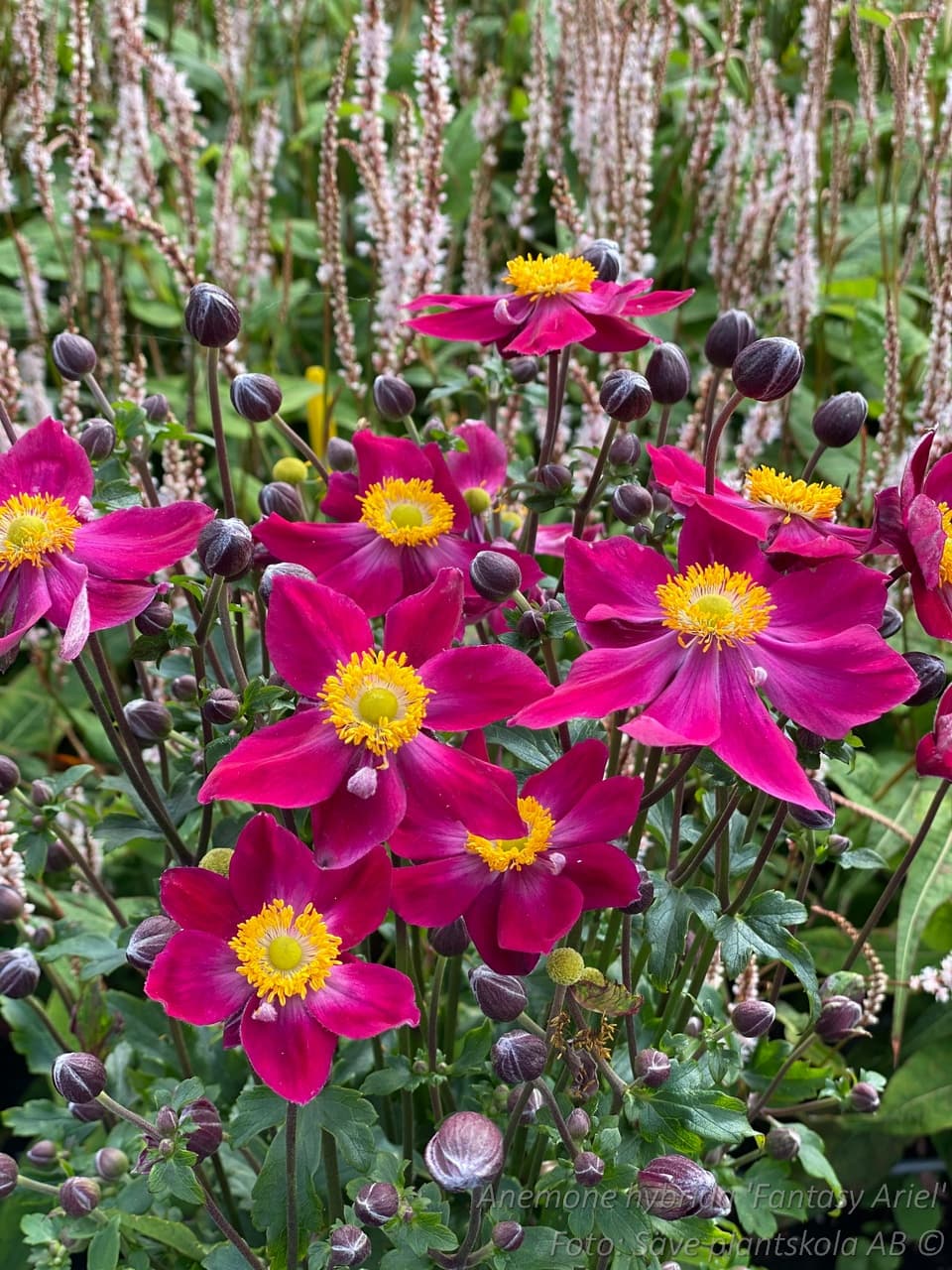 Anemone hybrida 'Fantasy Ariel' (PBR)