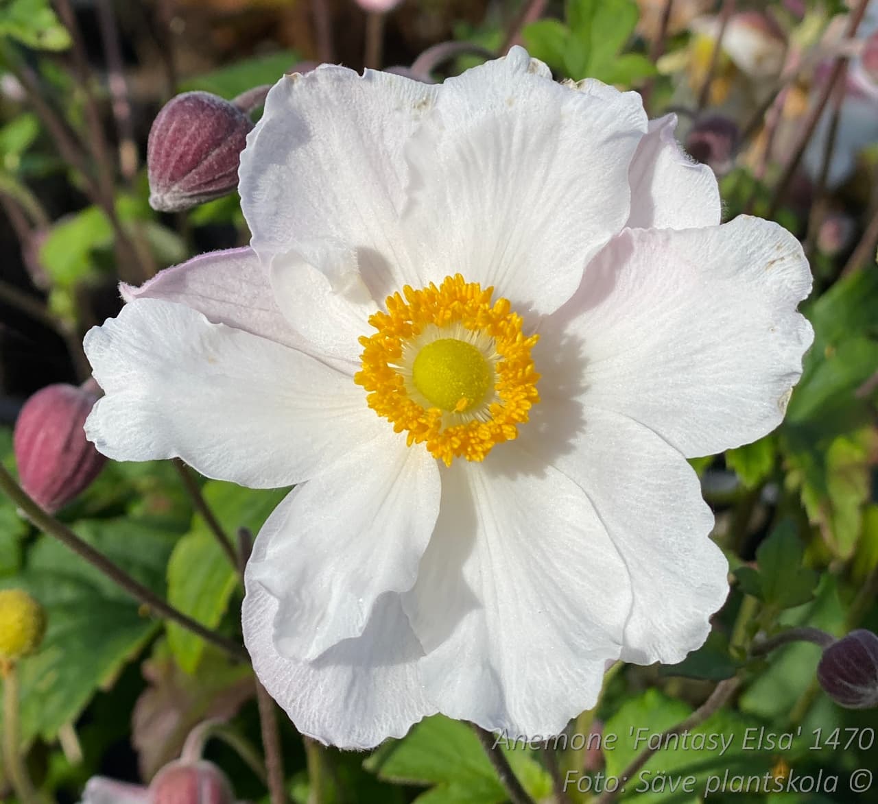 Anemone hybrida 'Fantasy Elsa' (PBR)