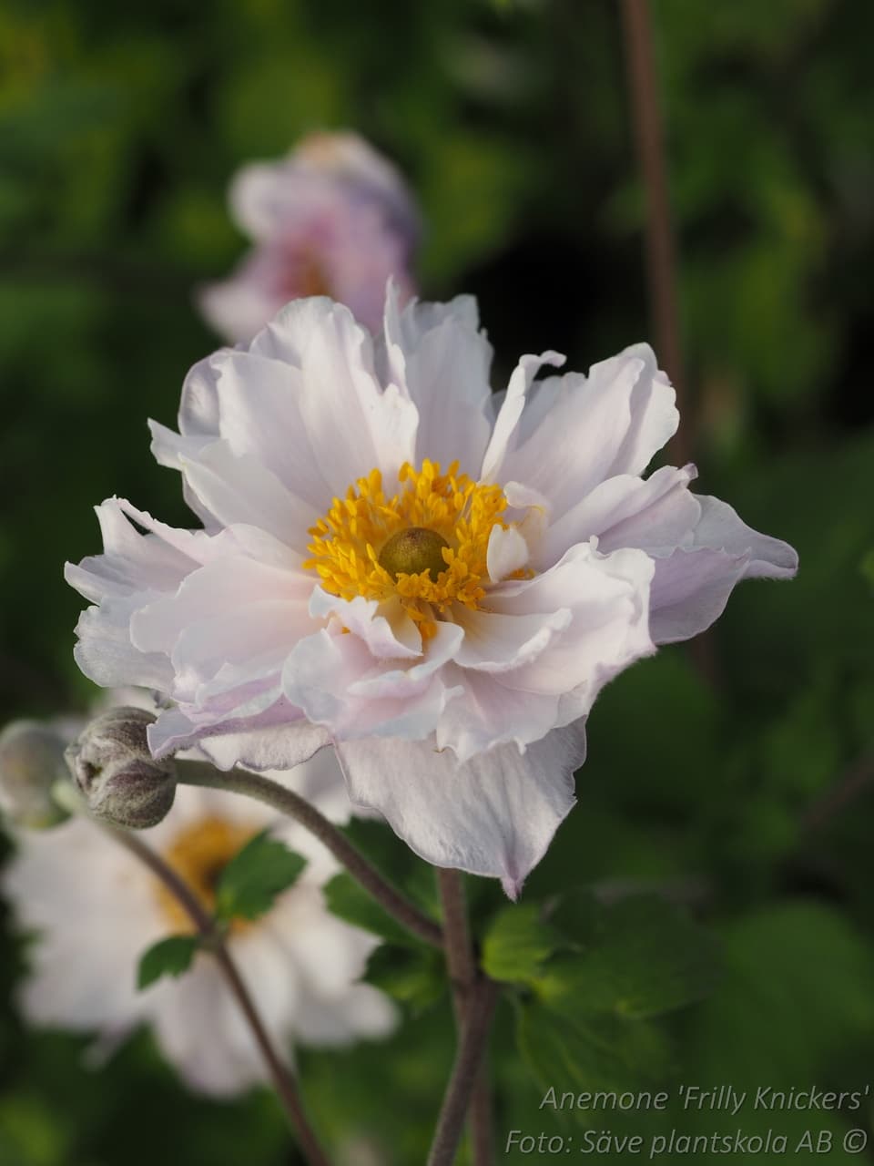 Anemone 'Frilly Knickers'